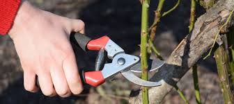 rose pruning basics backbone valley