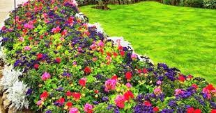 Top 10 Plants For Flower Bed For Your