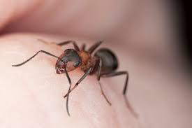 What to do when a flying ant bites you? Treating Fire Ant Bites Howstuffworks
