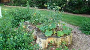 growing vegetables gardens in stumps