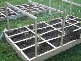 square foot gardening tomatoes and