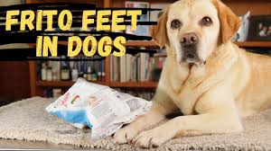 dogs feet smell like corn chips why