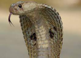 facts about cobras live science