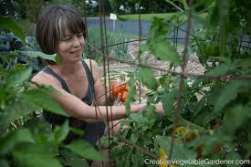 to prune indeterminate tomato plants