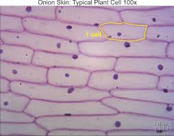Generic animal cell generic plant cell all living things are made up of cells. Typical Plant Cell 100x Dissection Connection