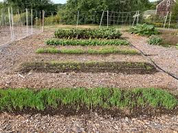 Vegetable Garden