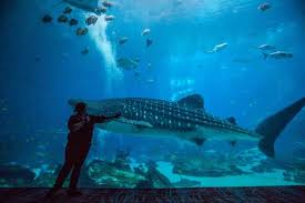 Georgia Aquarium: Behind the Seas in Home Virtual Tour | GetYourGuide gambar png