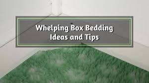 whelping box bedding ideas and tips