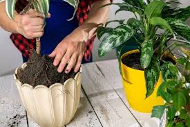 How To Repot A Container Plant Frosts