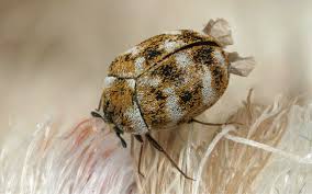 what causes carpet beetles all you