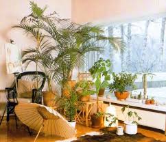indoor plants for a south facing window