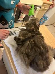 carolyn s mobile cat grooming carolyn