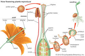 The diagrams below show these 2 methods of germination. Stamen Definition Description Facts Britannica