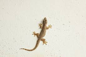 get rid of lizards in your garage
