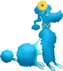 poodle facts soletree poodles