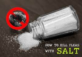 does salt kill fleas diys for using