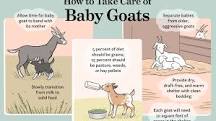 How do you take care of a newborn goat without its mother?