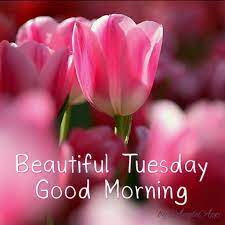 beautiful tuesday good morning pictures
