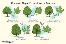 identify the 5 most common maple trees