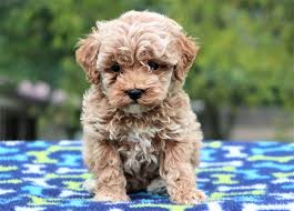 Find local cockapoo puppies for sale and dogs for adoption near you. Best Cockapoos