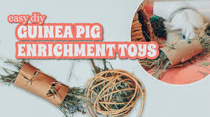2 easy diy guinea pig enrichment toys