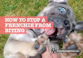 Your puppy uses her mouth as part of this exploration, the puppy learns how hard she can bite when interacting with people and other dogs. How To Stop A French Bulldog From Biting 13 Proven Methods