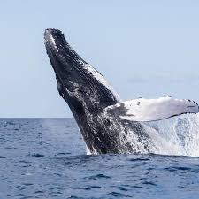 supporting whale food sources creates a