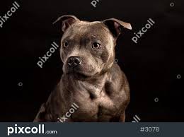 Browse and find staffordshire bull terrier puppies today, on the uk's leading dog only classifieds site. Portrait Of Gray Staffordshire Bull Terrier Puppy Dog On Black Background Stock Photo
