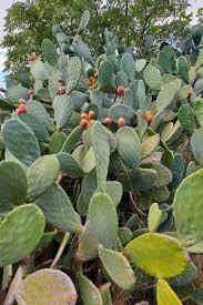 opuntia ficus indica ly pear