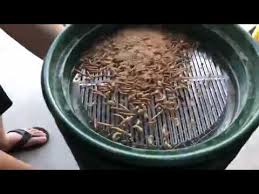 separate mealworm pupae with a bucket