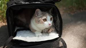 unwilling cat into a carrier