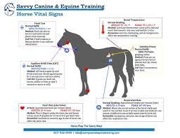 Horse Vital Signs Horses Horse Training Vital Signs