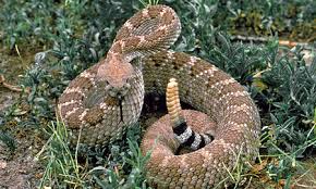 texas snakes