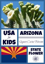 It may come as no surprise that the arizona state flower doesn't grow on a bush or on a shrub, but on a cactus. Saguaro Cactus Blossom Archives Usa Facts For Kids