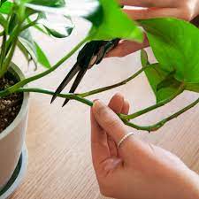 How to Propagate Trailing Plants in Water or Soil | Bloomscape
