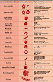 Variations In Red Blood Cell Morphology Size Shape Color