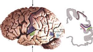 cortical homunculus an overview