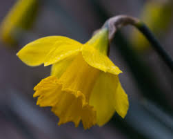 the best daffodil walks in the uk