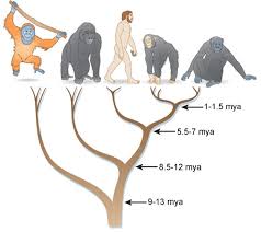 primate speciation a case study of