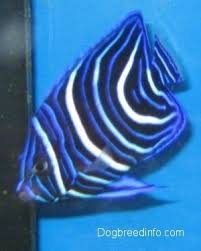 The attractive looks of foxface rabbitfish make them popular for saltwater aquariums. Blueface Angelfish Saltwater Fish Information And Pictures