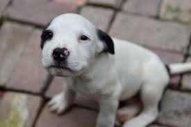 Pit bull breeders make a huge difference in the quality of a puppy. Pitbull Puppy For Sale Pennsylvania