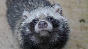 Raccoons can also carry zoonotic parasites and infectious diseases (including rabies) that pose a threat to you, your family, and other pets. Raccoon Dogs As Pets
