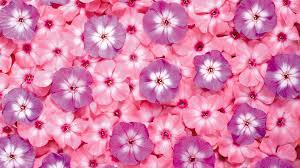 free wallpaper flowers