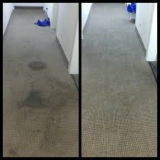 organic carpet cleaning and stain