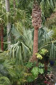 about us mangarewa palms