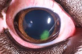 corneal ulcers veterinary teaching
