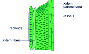 xylem definition structure
