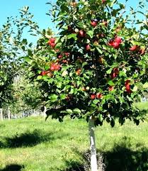 Apple Tree Pollination Dwarf Apple Tree Apple Tree