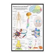 The nervous system consists of the central and the peripheral nervous system. Human Brain And Central Nervous System Diagram Canvas Print Zazzle Com