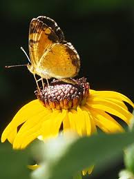 Native Plants